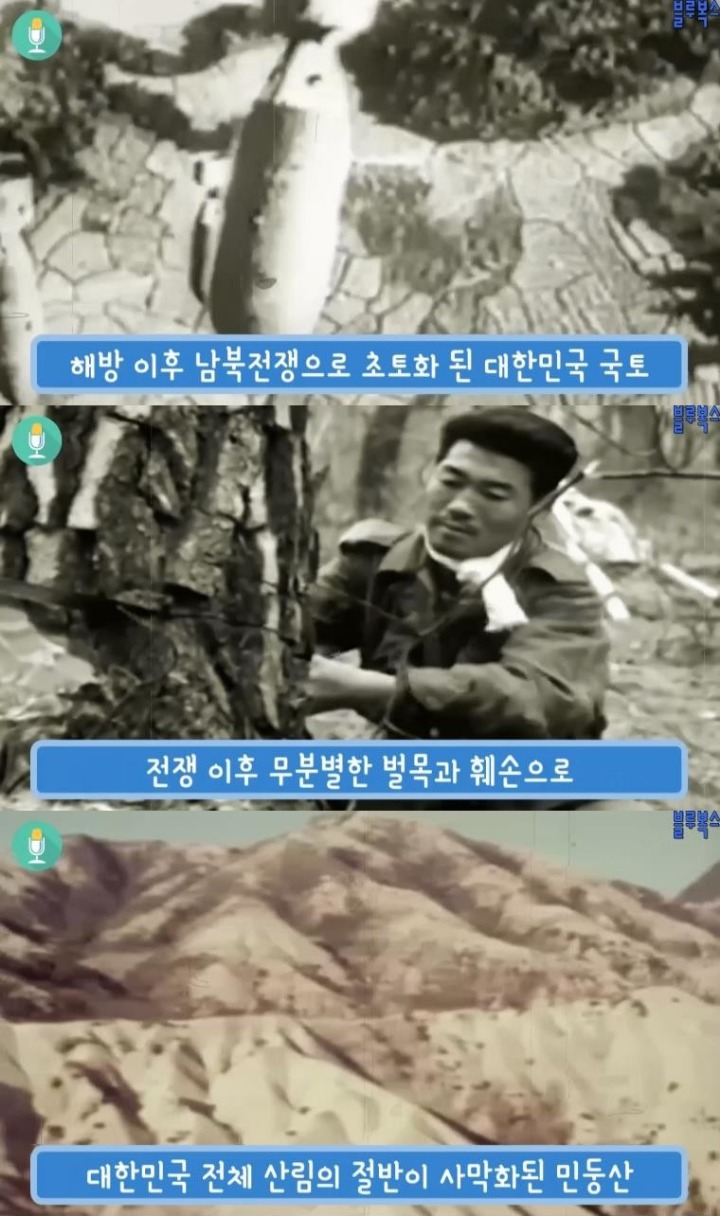 대한민국 산림에 나무가 있는 이유 | 인스티즈