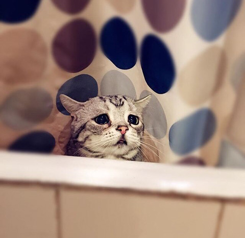 금방이라도 울 것 같은 울상 고양이 루후😿 | 인스티즈