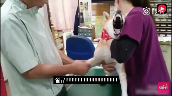 주사놓지도 않았는데 아프다고 엄살 부리는 강아지 | 인스티즈