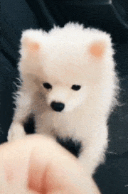 주인을 죽이려드는 사모예드.gif | 인스티즈