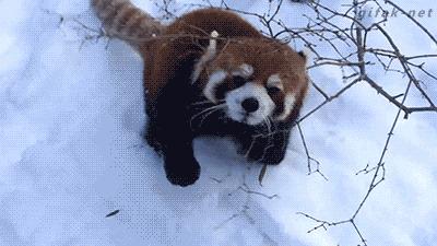 설원에서 공격하는 난폭한 동물.gif | 인스티즈