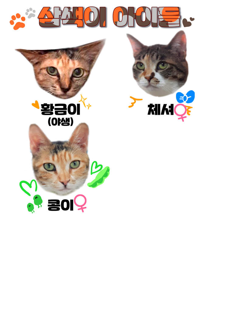마산 애니멀 호더에게서 구조한 50여마리의 고양이들에게 손길을 내밀어주세요! 곧 쉼터가 폐쇄되어 아이들이 갈 곳이 없습니다 | 인스티즈