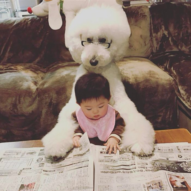 엄청 똑똑한데 자기가 하기 싫고 귀찮은 일은 절대 안하는 견종 甲. jpg | 인스티즈