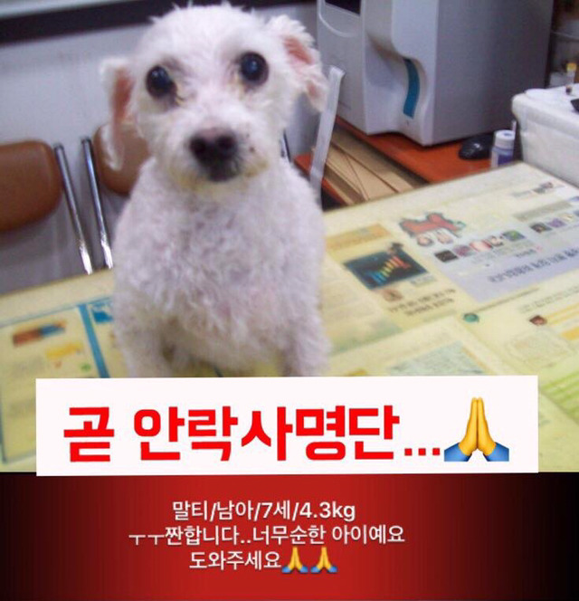 안락사명단 19마리 강아지 고양이 보고가줘..ㅠㅠ | 인스티즈