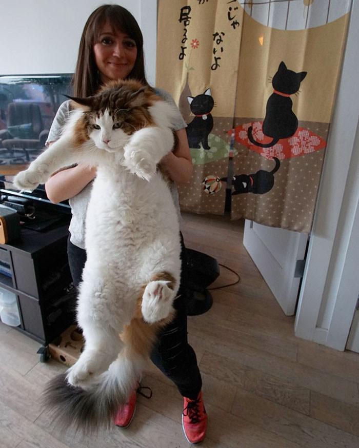 기네스북에 오른 고양이 | 인스티즈