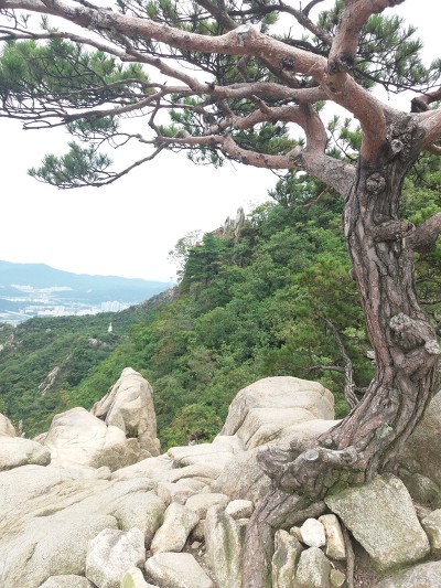 대바둑 이미지