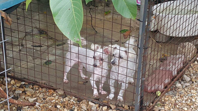 36마리의 유기견엄마 박옥래할머니 도와줘 여시들 | 인스티즈