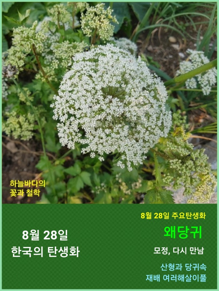 당귀사랑 이미지