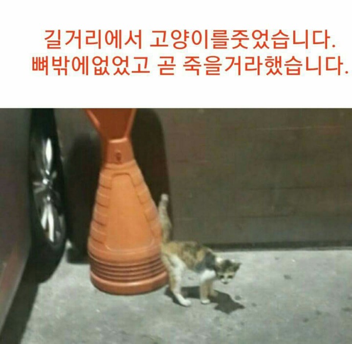 차라리 날 죽여...라는 제목으로 올라온 글(feat 집사).jpg | 인스티즈