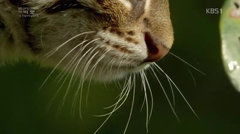 세상에서 가장 작은 고양이 | 인스티즈