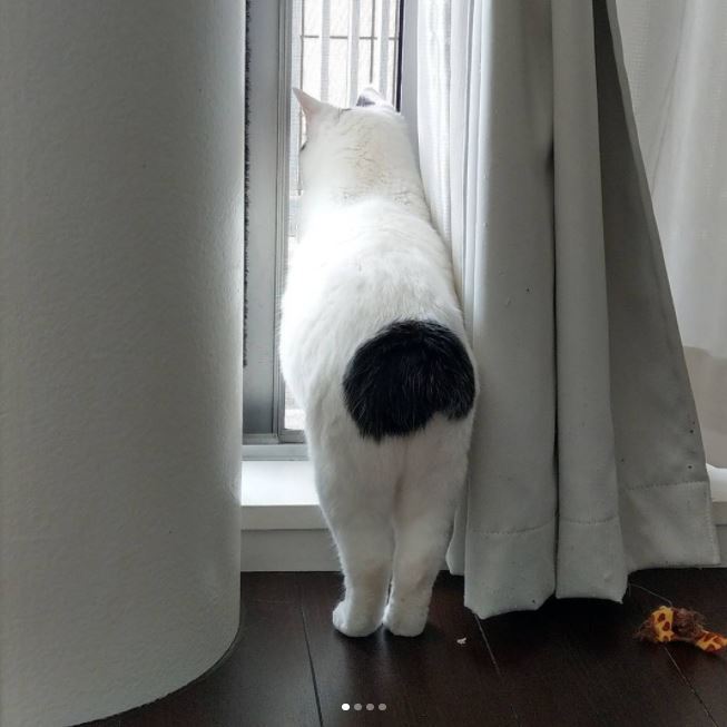 엉덩이가 까만 야옹이.jpg | 인스티즈