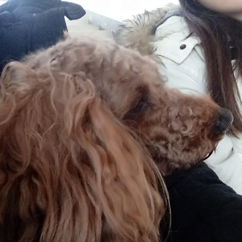 안락사될 아이들이랑 유기현장에서 발견했지만 보호소로 보내진 아이들 보고가줘ㅠㅠㅠ(여러마리고 지역도 여러군데야) | 인스티즈