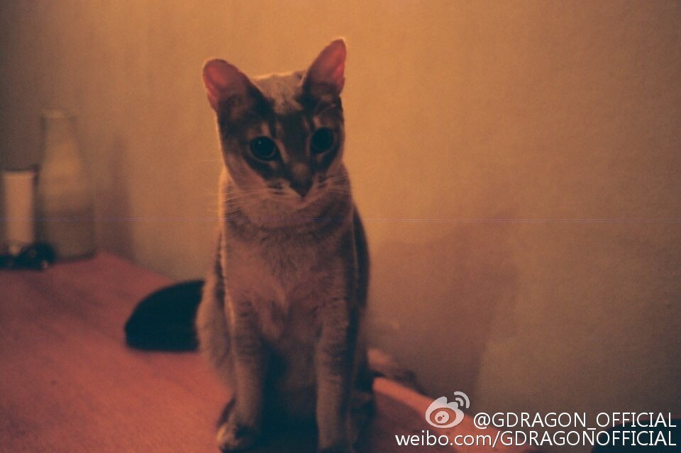 빅뱅 지디가 키우는 고양이 아이 | 인스티즈