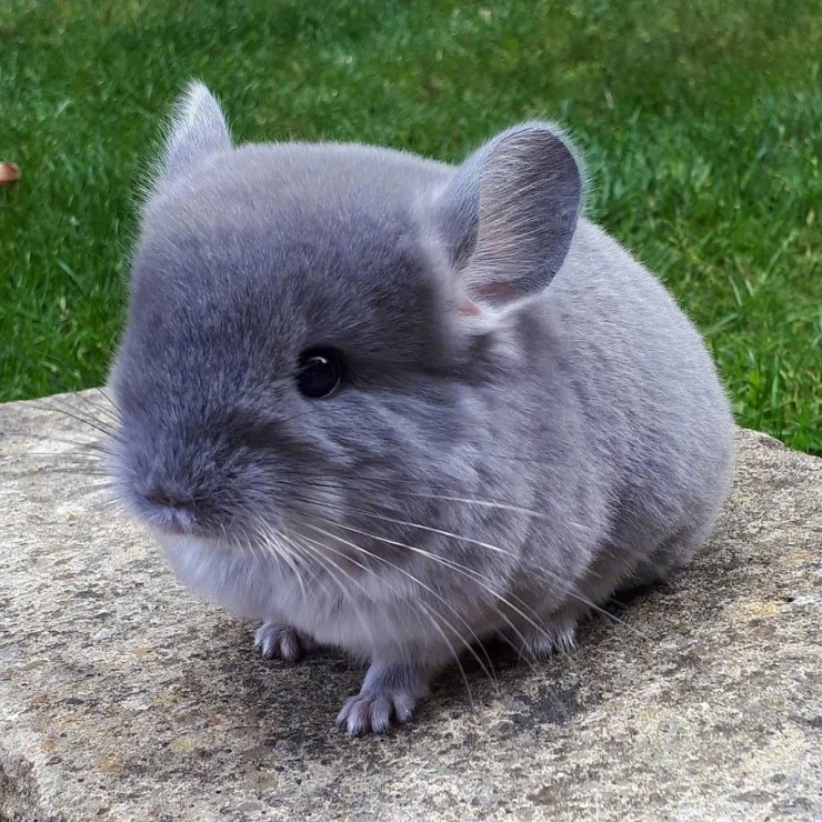 새끼 친칠라의 위험성 | 인스티즈