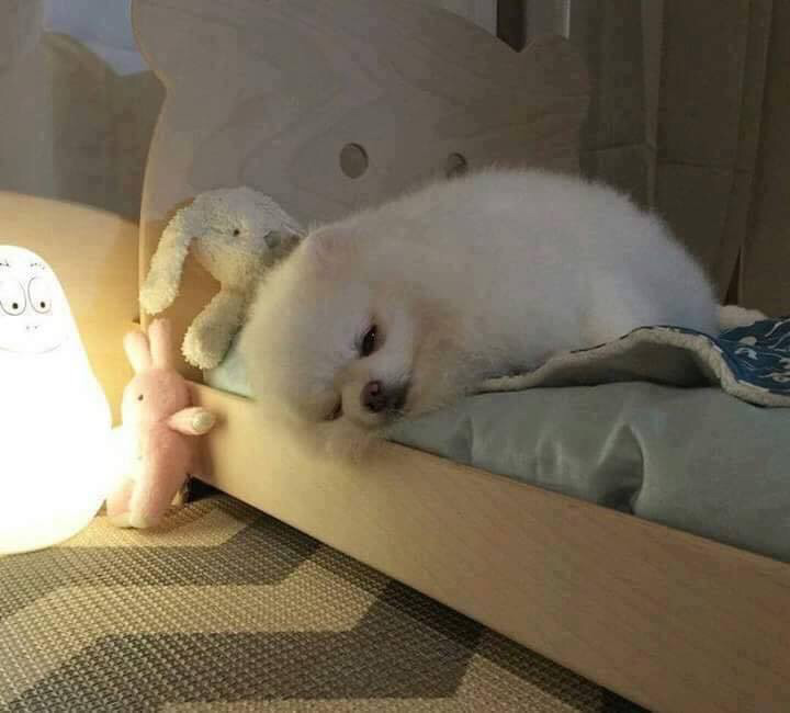 강아지용 침대를 사주면 안되는 이유 | 인스티즈