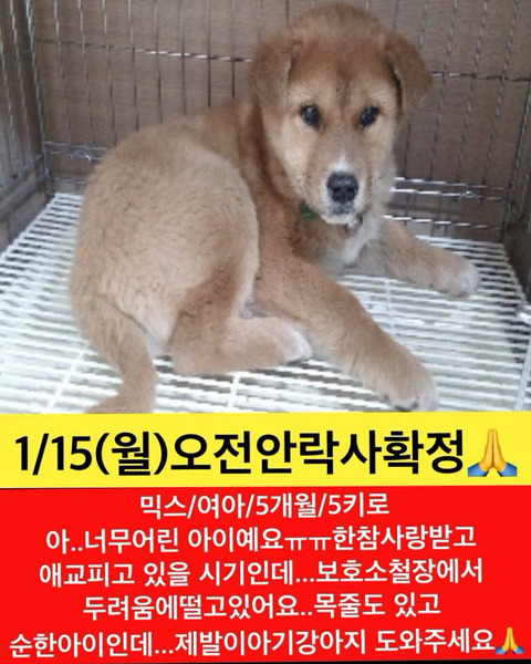 곧 안락사될 아이들 많아 보고가줘ㅠㅠㅠ공유라도 제발.. | 인스티즈
