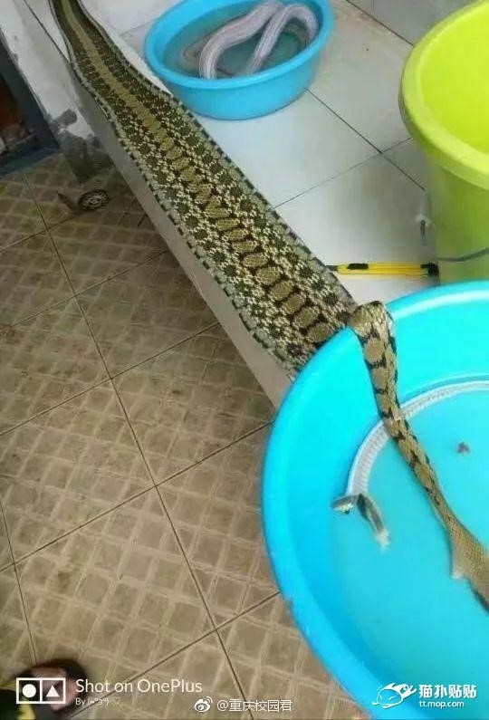 혐주의) 중국 기숙사에 들어온 뱀 | 인스티즈