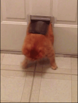 돼냥이.gif | 인스티즈