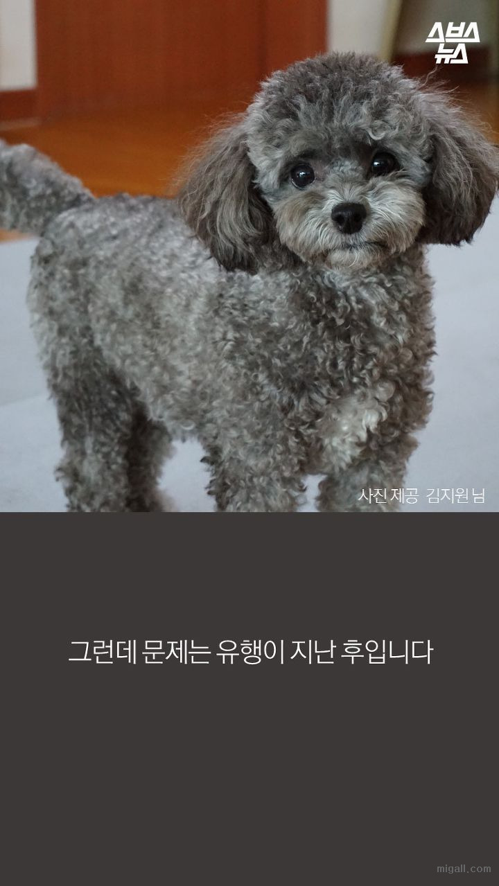 개들도 유행을 탄다.JPG | 인스티즈