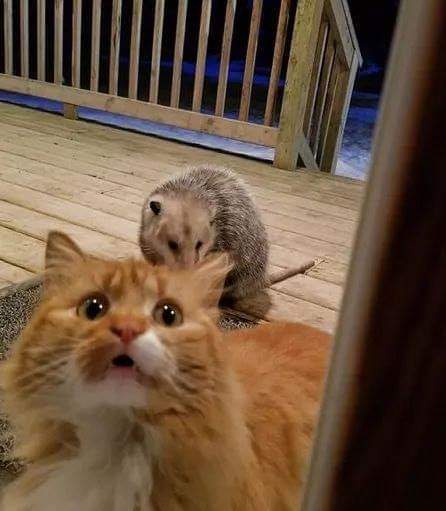 주머니쥐한테 먹이뺏기는 고양이 | 인스티즈