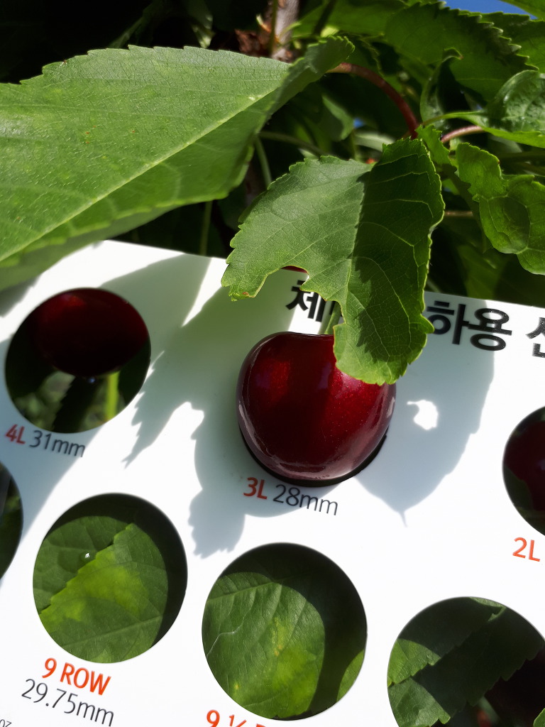 친환경체리 이미지
