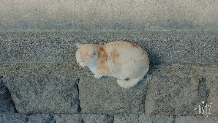 뚱냥이 | 인스티즈