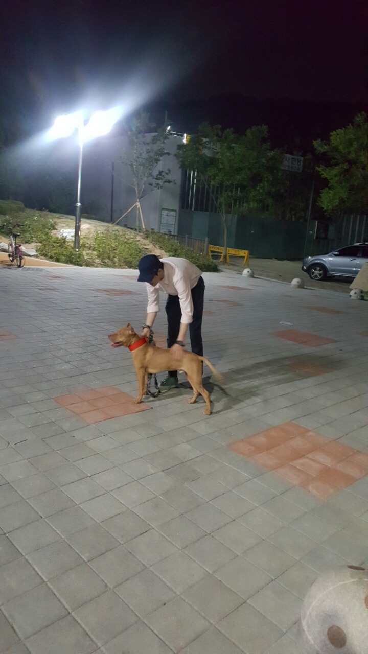투견 핏불 산책시킬때 입마개 안하는 핏불카페회원들 | 인스티즈