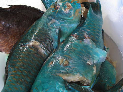 식욕감퇴음식(혐오주의) | 인스티즈