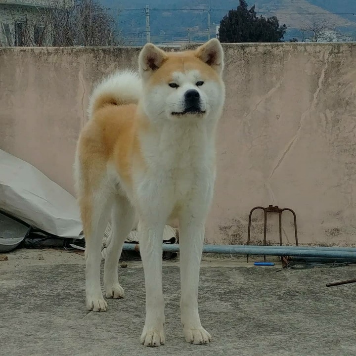 아키타 이미지
