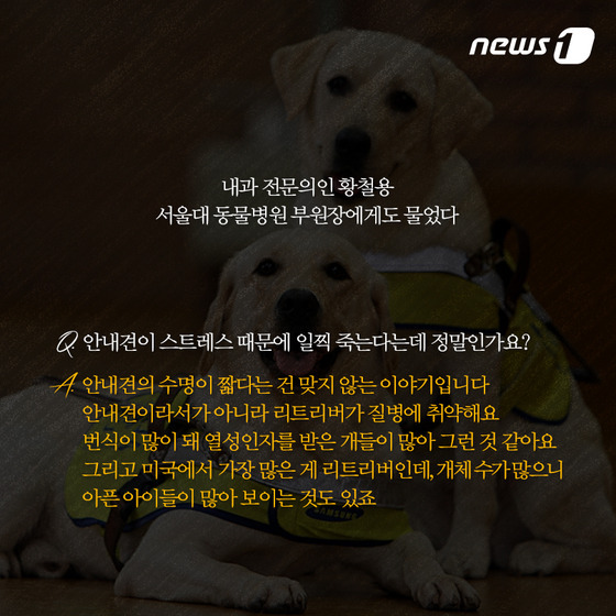 안내견은 스트레스 때문에 오래 못 산다? | 인스티즈