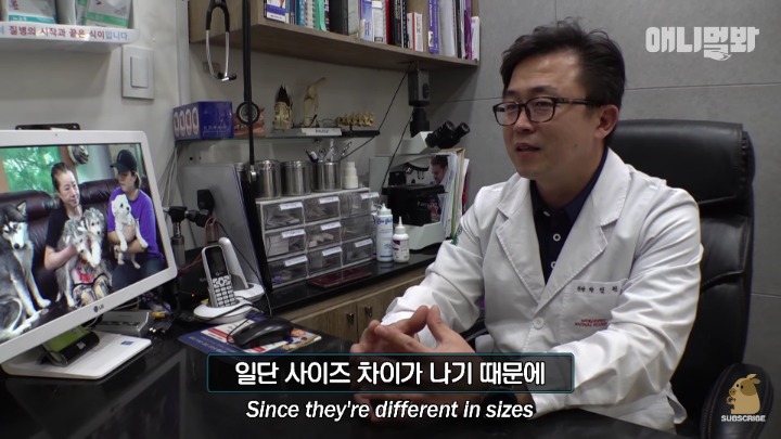 말티즈×허스키 = 말스키 | 인스티즈