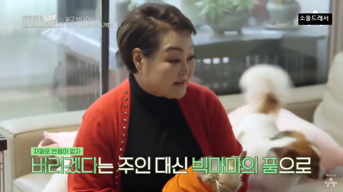  빅마마 이혜정의 스트릿출신 반려견들 (귀여움주의) | 인스티즈