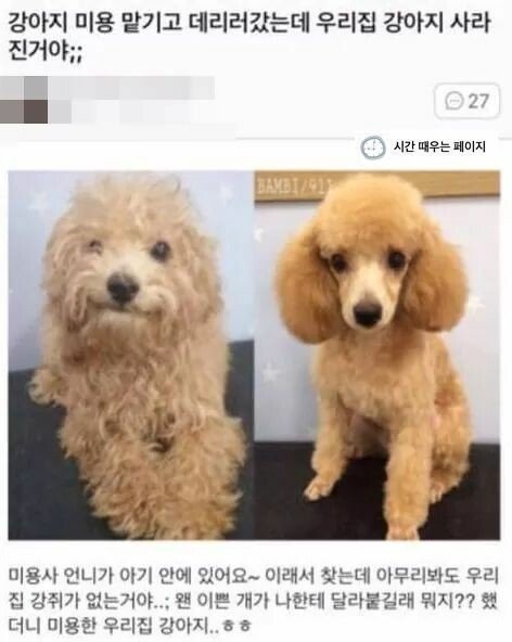 강아지 미용 맡겼다가 강아지가 사라짐 - 웃긴자료 ‥‥‥‥‥、 - 도탁스 (DOTAX) 강아지 미용 맡겼다가 강아지가 사라짐